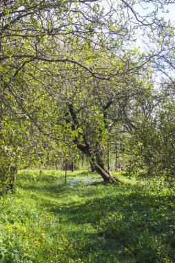 Rural landscape. Spring in the countryside. Latvia, Europe.