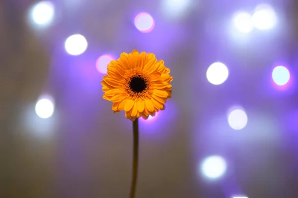 Gerbera Daisy Single Yellow Flower Bokeh Lights Background — Photo