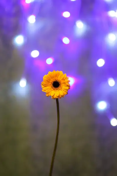 Gerbera Daisy Single Yellow Flower Bokeh Lights Background — Photo