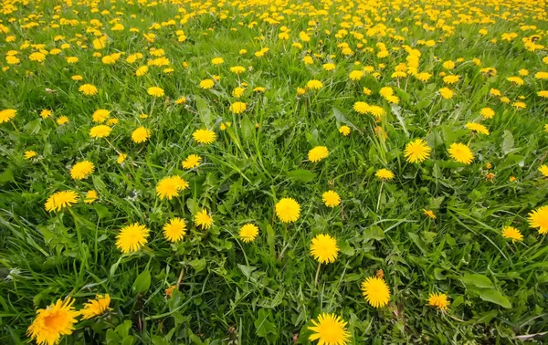 Yellow Dandelions Meadow Sunlight Beauty Nature Wildflowers Sunlight — стоковое фото