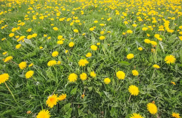 Yellow dandelions on meadow in sunlight. Beauty of nature. Wildflowers in sunlight.