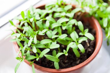 Evde yeşillik yetişiyor.