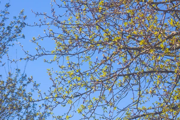 Gałęzie Drzew Pierwszymi Zielonymi Liśćmi Świetle Słonecznym — Zdjęcie stockowe