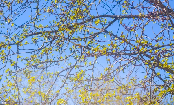 Δέντρα Πρώτα Πράσινα Φύλλα Στο Φως Του Ήλιου — Φωτογραφία Αρχείου
