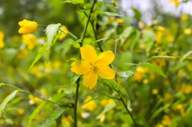 İlkbahar parkındaki çalılıklarda sarı çiçekler.