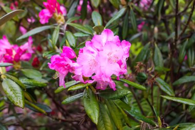 Bahar parkındaki çiçek açan manolya ağacının güzel çiçekleri..