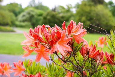 Bahar parkındaki çiçek açan manolya ağacının güzel çiçekleri..