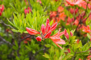 Bahar parkındaki çiçek açan manolya ağacının güzel çiçekleri..