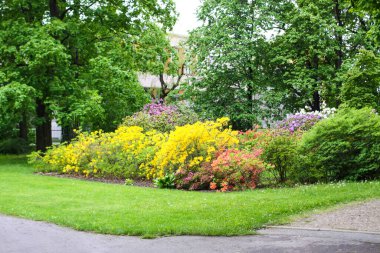Bahar parkındaki çiçek açan manolya ağacının güzel çiçekleri..