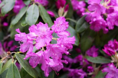 Bahar parkındaki çiçek açan manolya ağacının güzel çiçekleri..