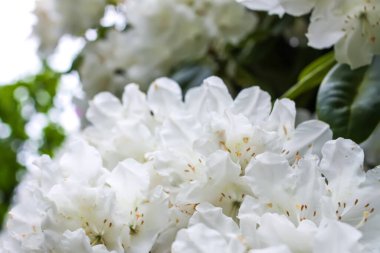 Bahar parkındaki çiçek açan manolya ağacının güzel beyaz çiçekleri..