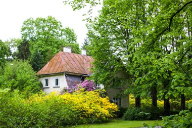 Manolya bitkileri parkta çiçek açıyor. Güzel şehir manzarası.
