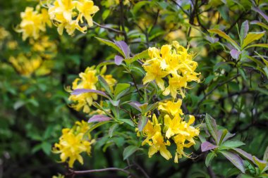 Bahar parkındaki çiçek açan manolya ağacının güzel çiçekleri..