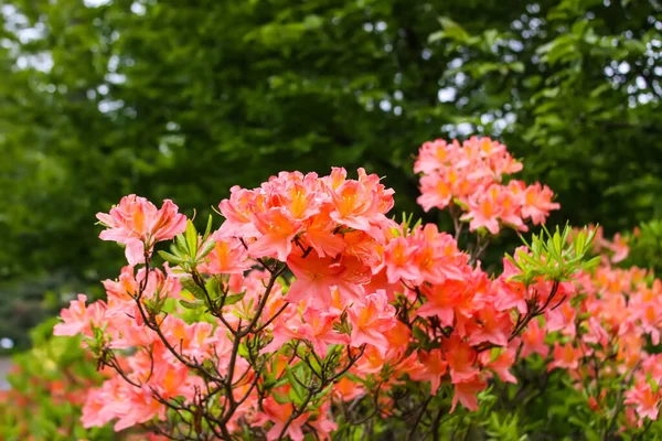 Belas Flores Árvore Magnólia Florescente Parque Primavera — Fotografia de Stock