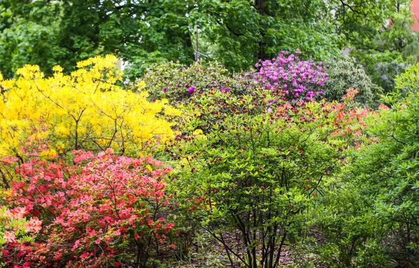 春天公园里盛开的木兰花的美丽花朵 — 图库照片