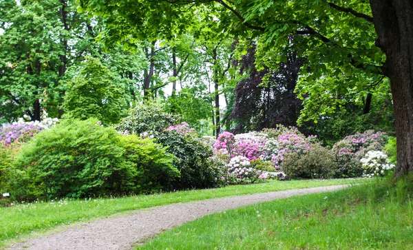 Красивые Цветы Цветущей Магнолии Весеннем Парке — стоковое фото