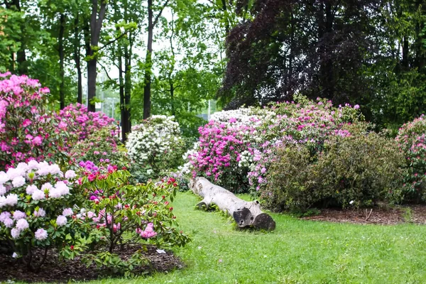 Gyönyörű Virágok Virágzó Magnólia Tavaszi Parkban — Stock Fotó