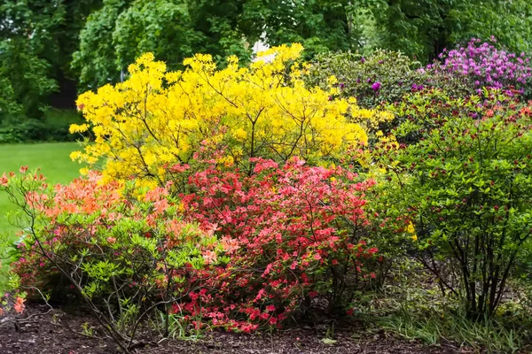 Красивые Цветы Цветущей Магнолии Весеннем Парке — стоковое фото