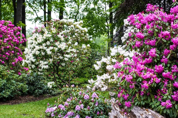 Belles Fleurs Magnolia Fleuri Dans Parc Printemps — Photo