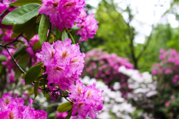 Belas Flores Árvore Magnólia Florescente Parque Primavera — Fotografia de Stock