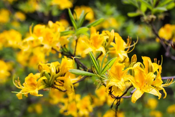 Piękne Kwiaty Kwitnącego Drzewa Magnolii Parku Wiosennym — Zdjęcie stockowe