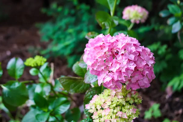 粉红色的花背 Hydrangea工厂 — 图库照片