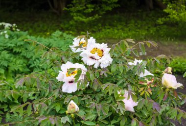 Bahar bahçesinde neşeli yapraklı şakayık çiçekleri.