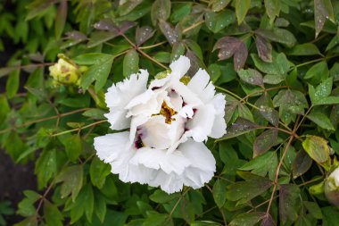 Bahar bahçesinde neşeli yapraklı şakayık çiçekleri.