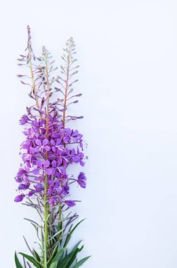 Çiçekli ateş otu ya da Chamaenerion angustifolium fabrikası. Rosebay, Willowhere 'den. Mor tıbbi çiçekler.