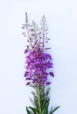 Çiçekli ateş otu ya da Chamaenerion angustifolium fabrikası. Rosebay, Willowhere 'den. Mor tıbbi çiçekler.