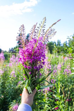 Çiçekli ateş otu ya da Chamaenerion angustifolium fabrikası. Rosebay, Willowhere 'den. Mor tıbbi çiçekler.