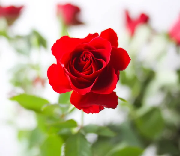 Schöne Leuchtend Rote Rosenblüten Strauß — Stockfoto