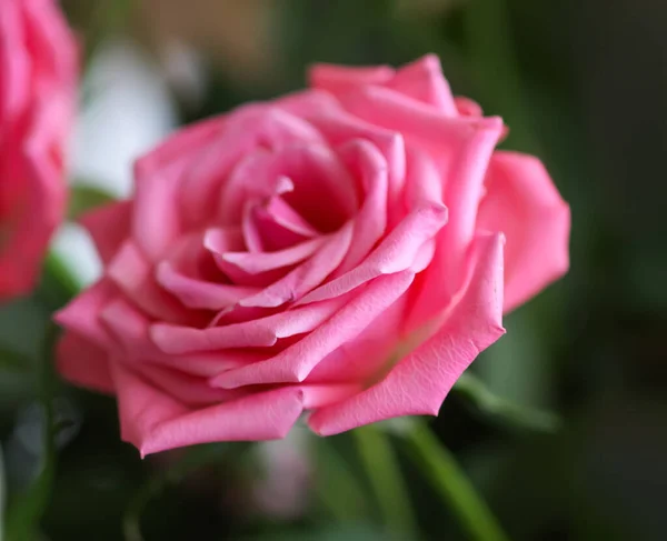 Schöne Helle Rosenblüten Aus Nächster Nähe — Stockfoto