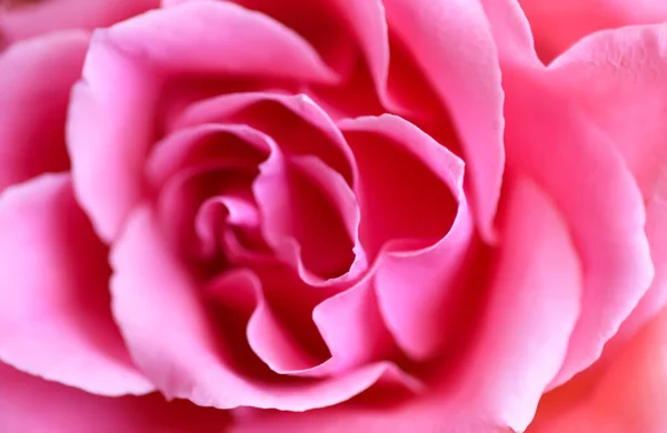 Belles Fleurs Roses Brillantes Près — Photo
