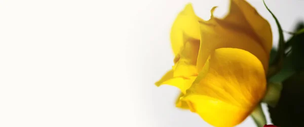 Красива Яскраво Жовта Квітка Троянди Крупним Планом — стокове фото