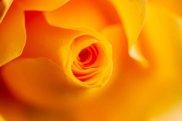Schöne Leuchtend Gelbe Rose Blume Aus Nächster Nähe — Stockfoto