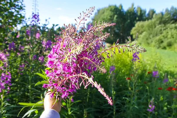 Blühendes Feuerkraut Oder Chamaenerion Angustifolium Rosebay Weidenröschen Lila Medizinische Blüten — Stockfoto