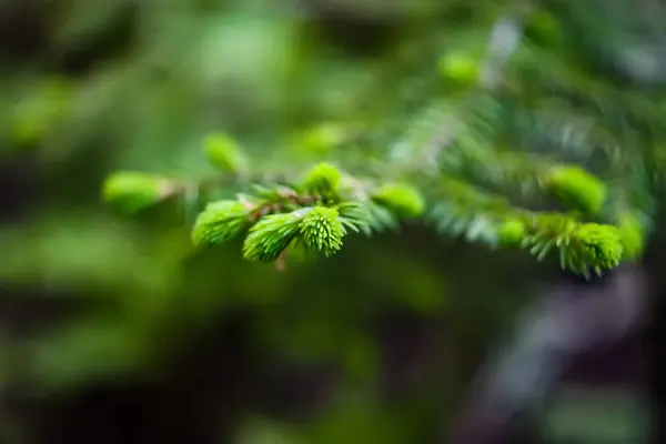 Tannenzweige Aus Nächster Nähe Junge Stacheln Baum Frühling — Stockfoto