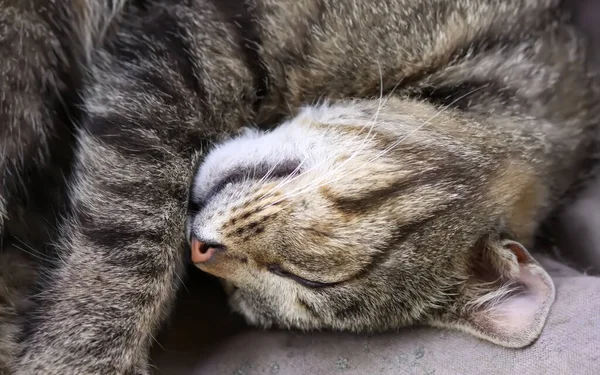 Τεμπέλικη Ενήλικη Γάτα Κοιμάται Μαλακή Κουβέρτα — Φωτογραφία Αρχείου