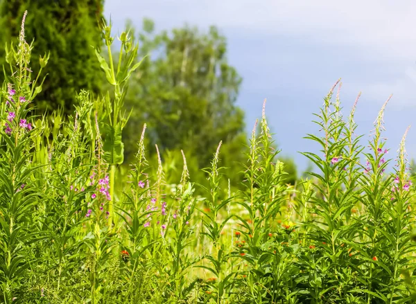 Feuerkraut Blüht Vor Der Blütezeit Auf Dem Sommerfeld Medizinische Pflanzen — Stockfoto