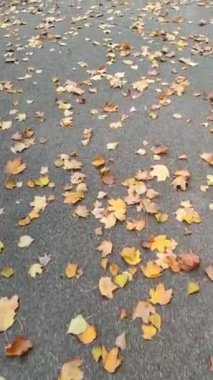 Fall leaves on the road 