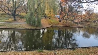 Sarı sonbahar park ağaçlarda. 