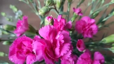 Pembe karanfil çiçek yakın çekim. 