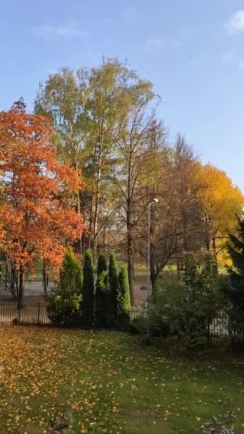 Желтые Деревья Осеннем Парке — стоковое видео