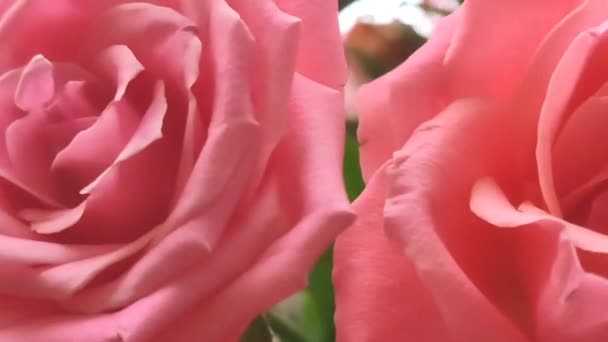 Beau Bouquet Fleurs Rose Jardin — Video