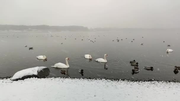 Лебеди Купаются Поверхности Реки Зимний День — стоковое видео