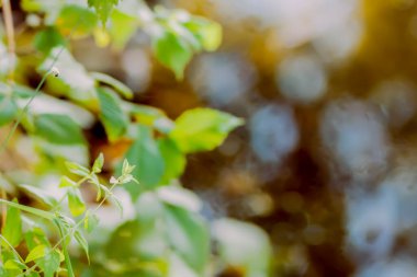 Göl suyu yüzeyi ağaçları ve bitkileri yansıtıyor.