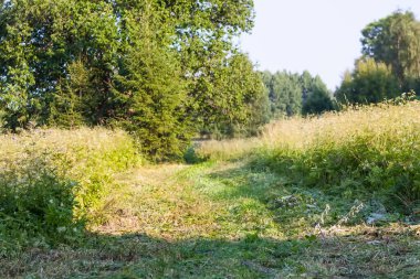 Yazın kırsal kesimde manzara.