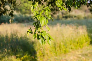 Yazın kırsal kesimde manzara.