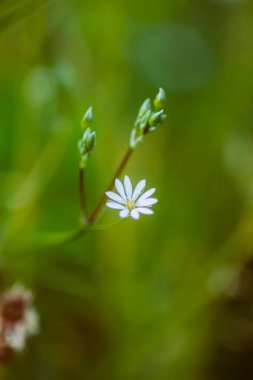 Çiçek açmış güzel bahçe çiçekleri. Çiçek mevsiminde dekoratif bitkiler.